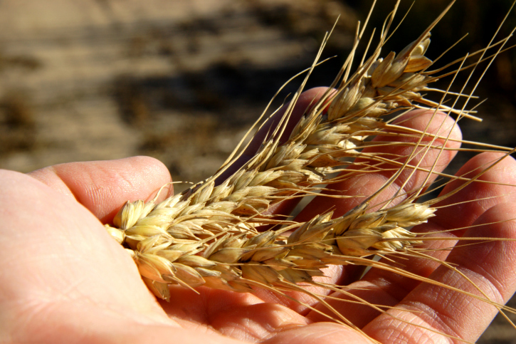 BlogCLA.Wheat