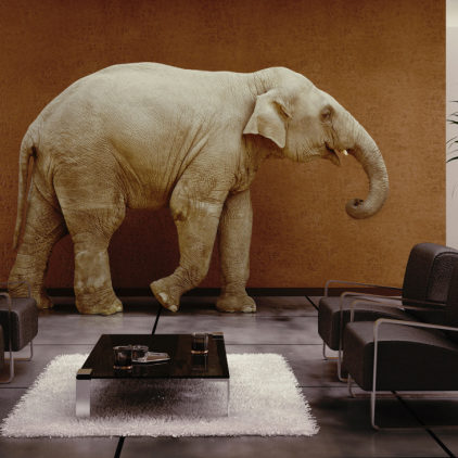 elephant in interior