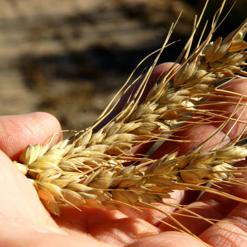 mature wheat harvest