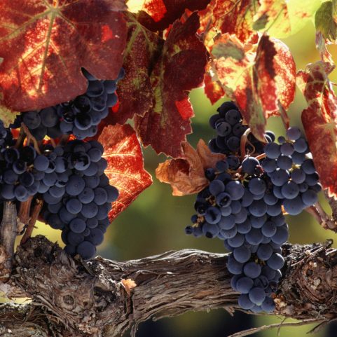 Vine branch with grapes, Wine Country, Napa Valley, CA, USA