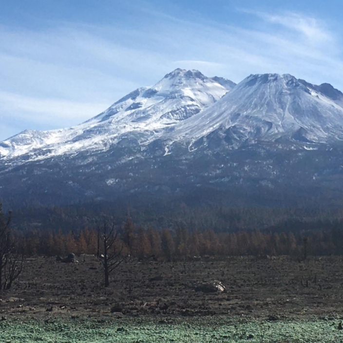 Mt Shasta’s soot-covered snow, the burned-out forest, and the green reseeding effort.